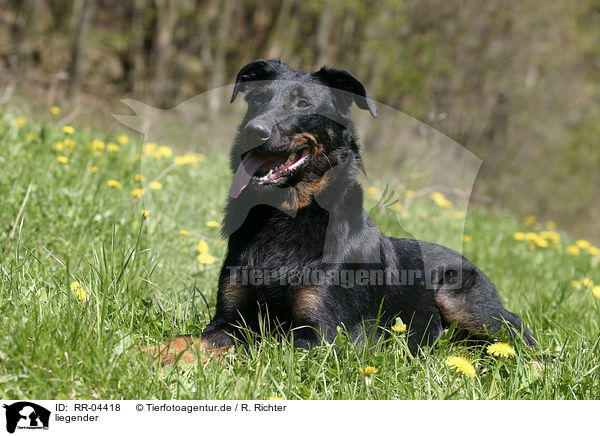 liegender / lying Beauceron / RR-04418