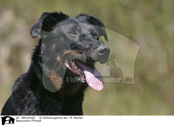 Beauceron Portrait / Beauceron Portrait / RR-04426