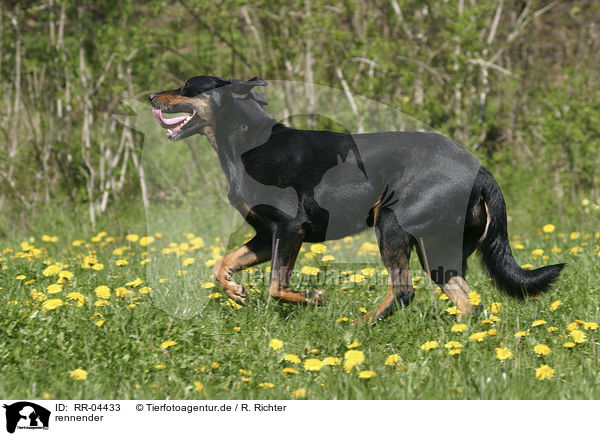 rennender / running Beauceron / RR-04433