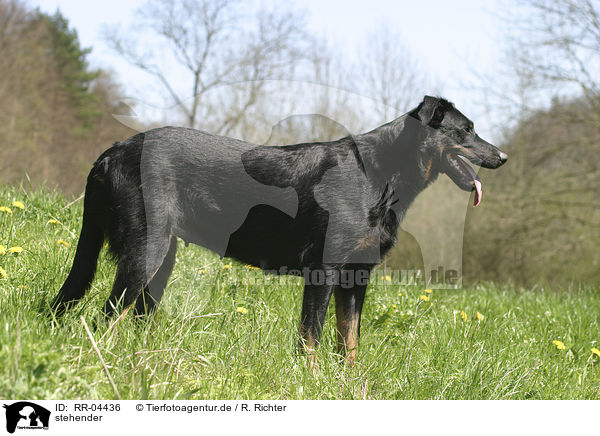 stehender / standing Beauceron / RR-04436