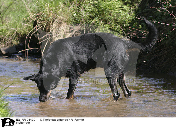 stehender / standing Beauceron / RR-04439