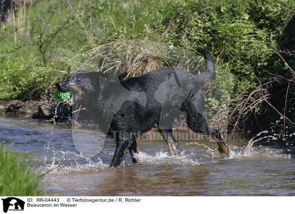 Beauceron im Wasser / in the water / RR-04443