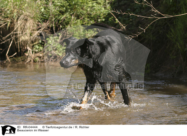 Beauceron im Wasser / in the water / RR-04444