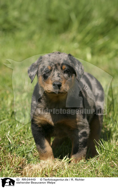 stehender Beauceron Welpe / standing puppy / RR-04449