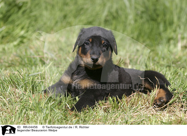 liegender Beauceron Welpe / lying puppy / RR-04456
