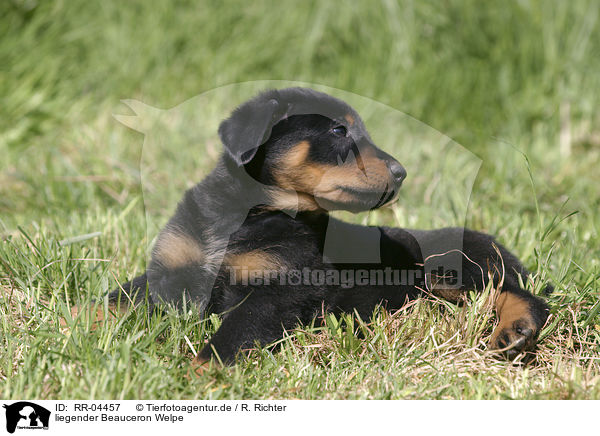 liegender Beauceron Welpe / lying puppy / RR-04457