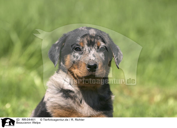 Beauceron Welpe / Puppy Portrait / RR-04461