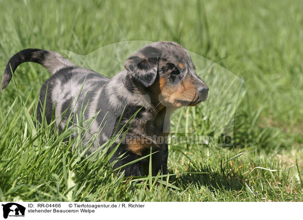 stehender Beauceron Welpe / standing puppy / RR-04466