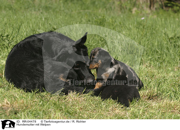 Hundemutter mit Welpen / mother with puppies / RR-04478