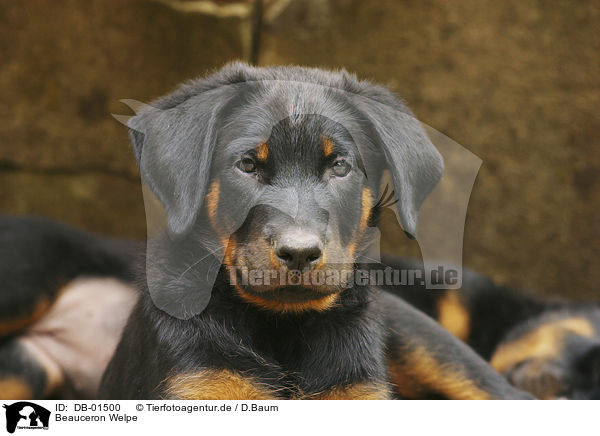 Beauceron Welpe / puppy / DB-01500