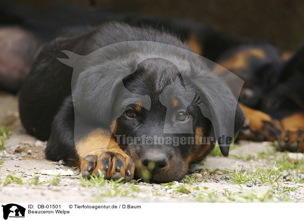 Beauceron Welpe / puppy / DB-01501