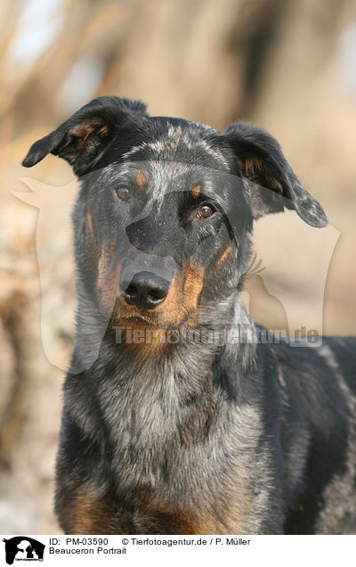 Beauceron Portrait / Beauceron Portrait / PM-03590
