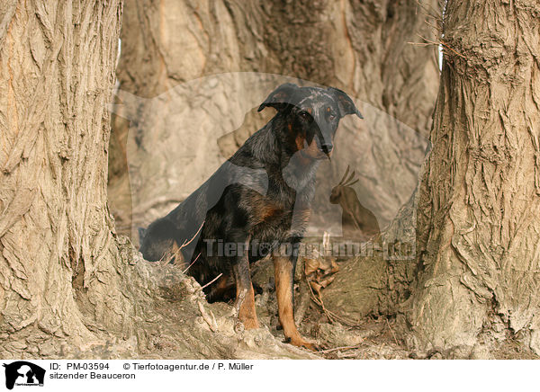 sitzender Beauceron / sitting Beauceron / PM-03594