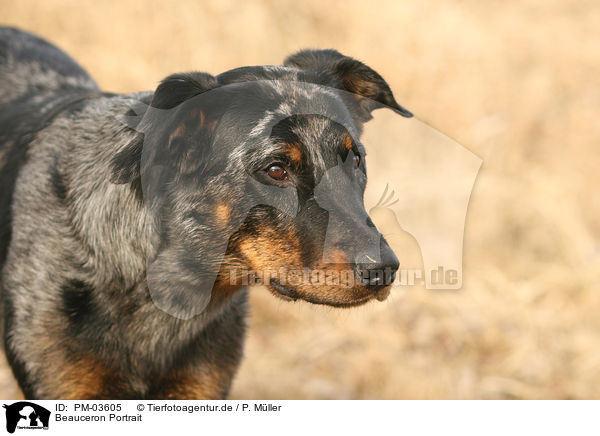 Beauceron Portrait / Beauceron Portrait / PM-03605