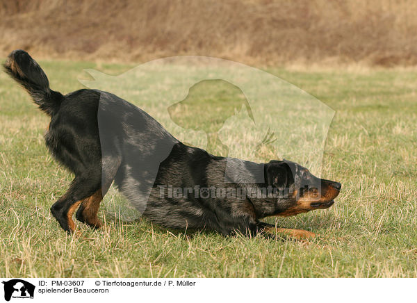 spielender Beauceron / playing Beauceron / PM-03607
