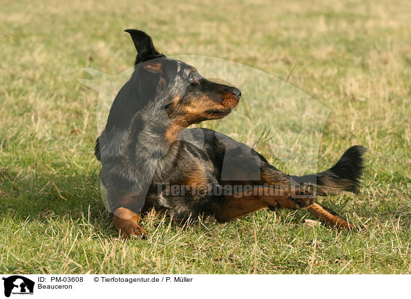 Beauceron / Beauceron / PM-03608