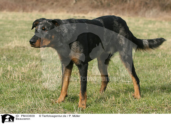 Beauceron / Beauceron / PM-03609