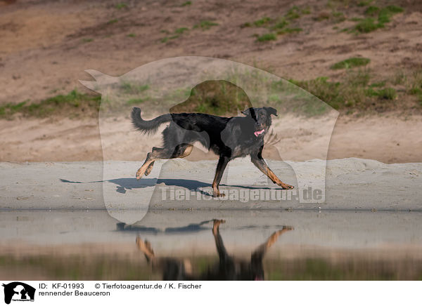 rennender Beauceron / running Beauceron / KF-01993