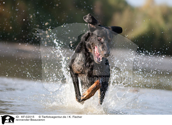 rennender Beauceron / running Beauceron / KF-02015
