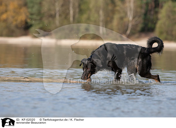 rennender Beauceron / running Beauceron / KF-02020