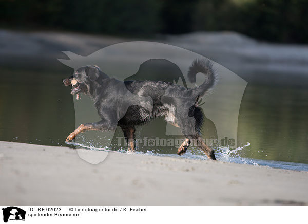 spielender Beauceron / playing Beauceron / KF-02023