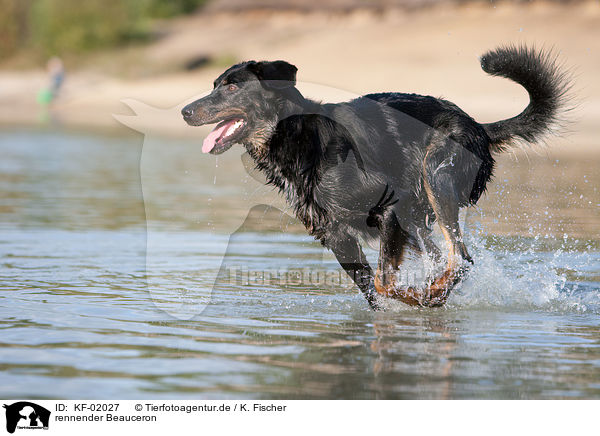 rennender Beauceron / running Beauceron / KF-02027