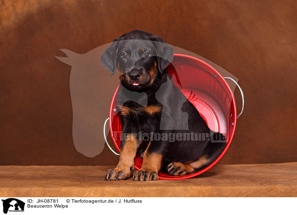 Beauceron Welpe / Beauceron puppy / JH-08781