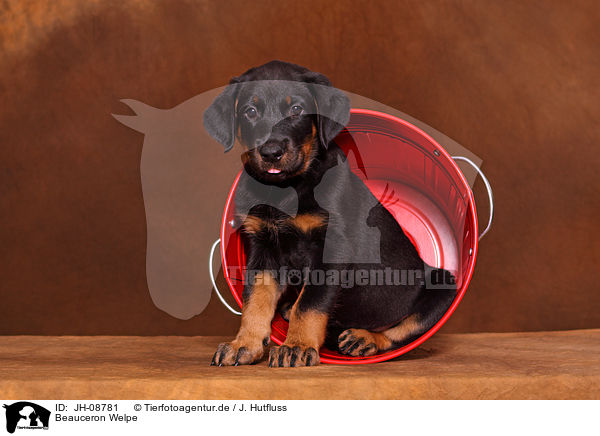 Beauceron Welpe / JH-08781