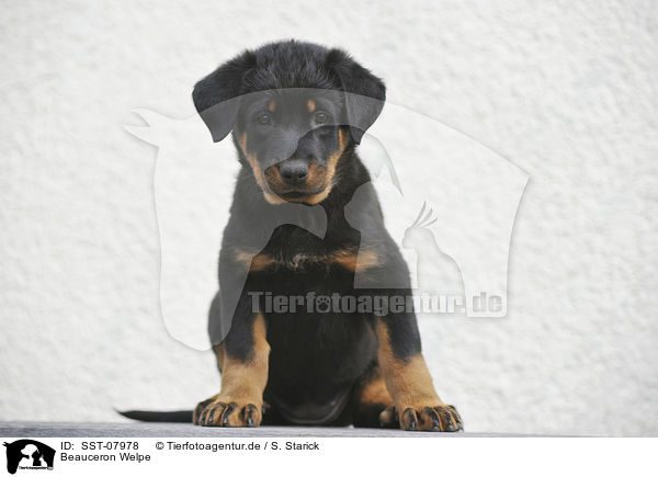 Beauceron Welpe / Beauceron Puppy / SST-07978