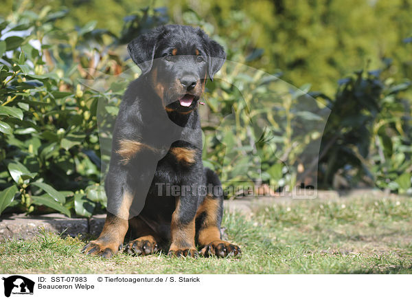 Beauceron Welpe / Beauceron Puppy / SST-07983