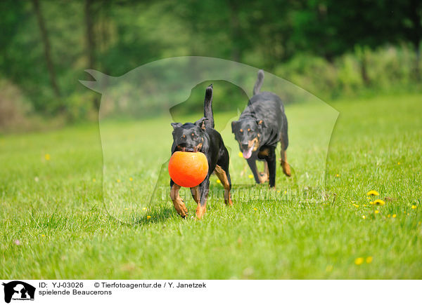 spielende Beaucerons / YJ-03026