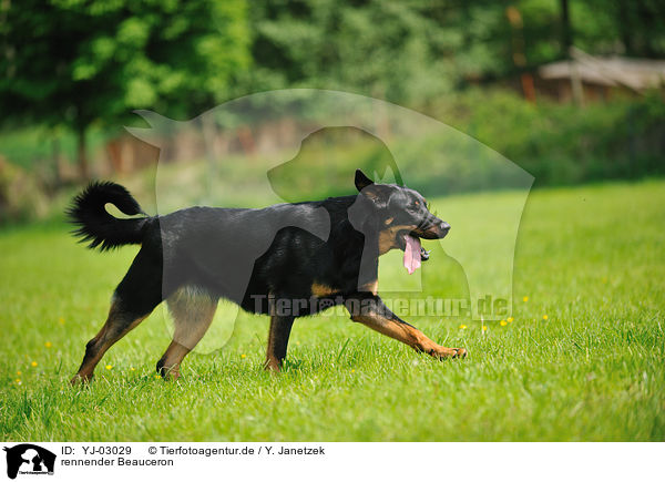 rennender Beauceron / YJ-03029