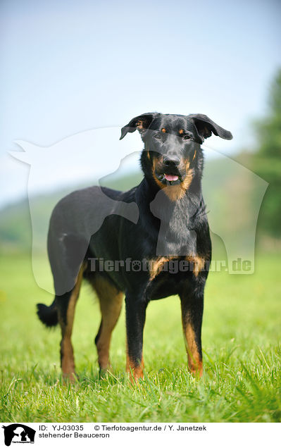 stehender Beauceron / standing Beauceron / YJ-03035