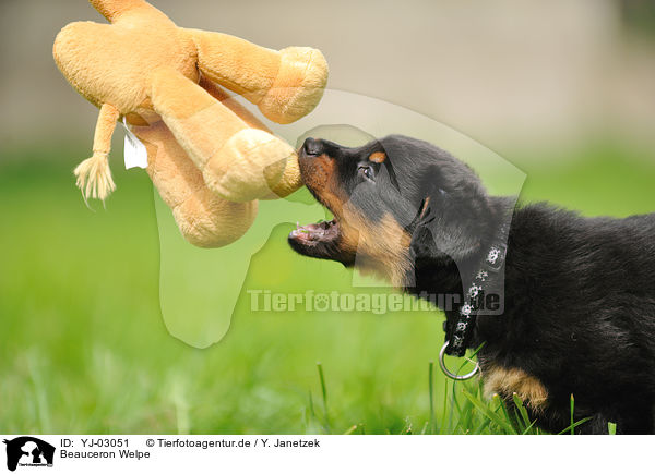 Beauceron Welpe / Beauceron Puppy / YJ-03051
