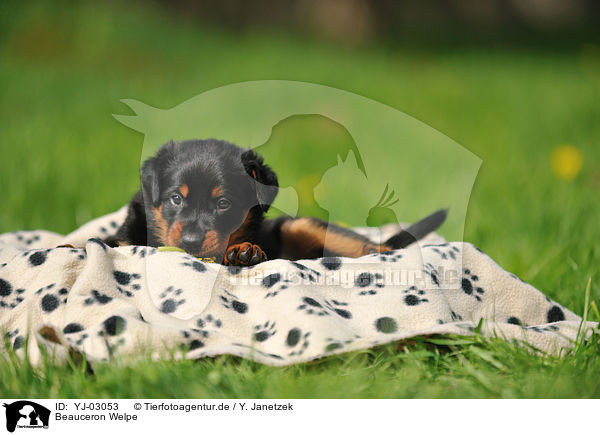 Beauceron Welpe / Beauceron Puppy / YJ-03053