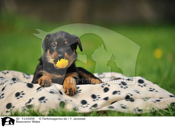 Beauceron Welpe / YJ-03056