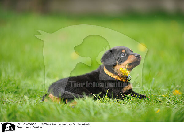Beauceron Welpe / Beauceron Puppy / YJ-03058