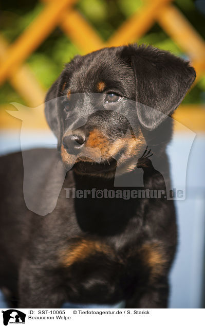 Beauceron Welpe / SST-10065