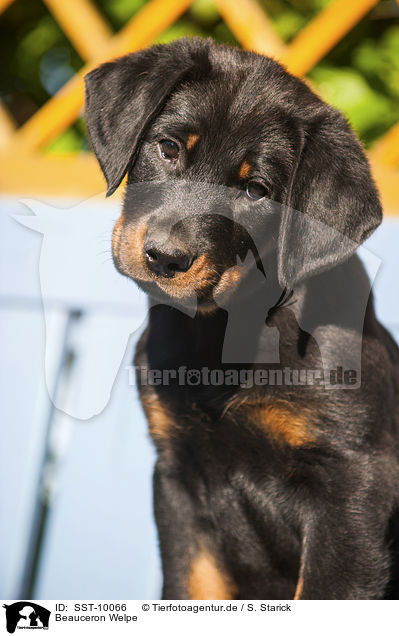 Beauceron Welpe / Beauceron Puppy / SST-10066