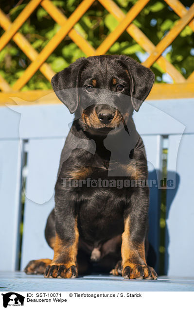 Beauceron Welpe / SST-10071