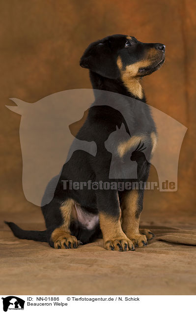 Beauceron Welpe / Beauceron puppy / NN-01886