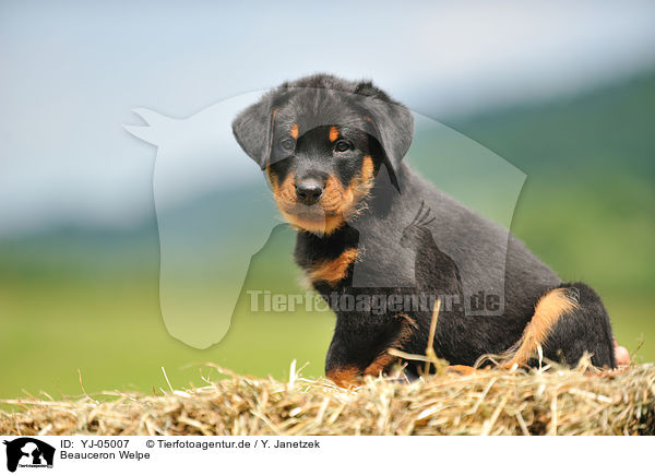 Beauceron Welpe / Beauceron Puppy / YJ-05007