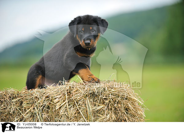 Beauceron Welpe / Beauceron Puppy / YJ-05008
