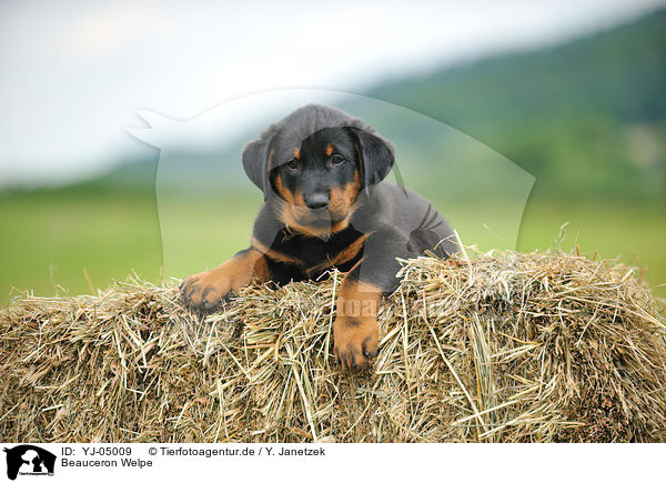 Beauceron Welpe / Beauceron Puppy / YJ-05009