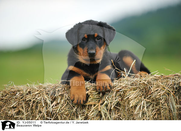 Beauceron Welpe / Beauceron Puppy / YJ-05011