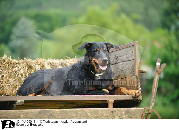 liegender Beauceron / lying Beauceron / YJ-05013