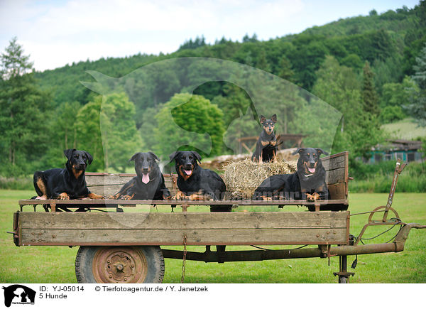 5 Hunde / 5 dogs / YJ-05014
