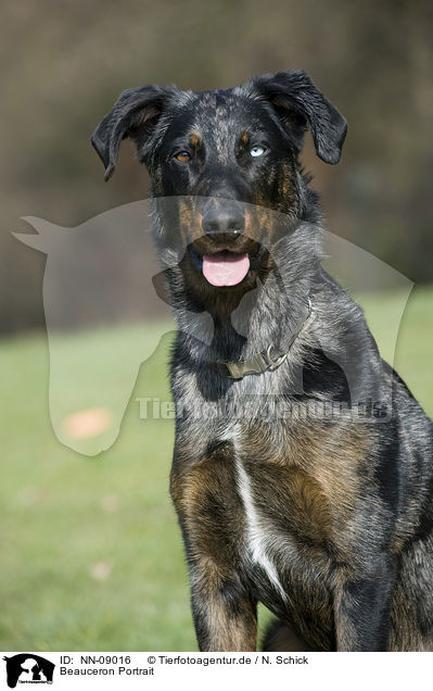 Beauceron Portrait / Beauceron Portrait / NN-09016