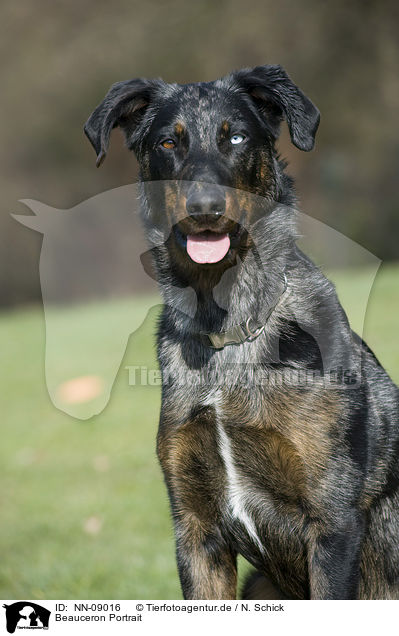 Beauceron Portrait / NN-09016