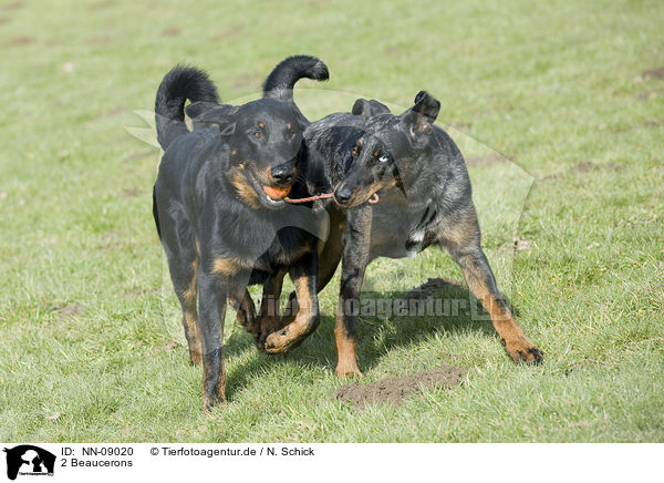 2 Beaucerons / 2 Beaucerons / NN-09020